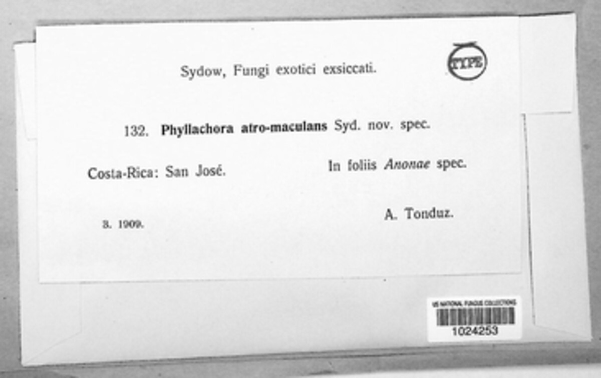 Phyllachora atromaculans image